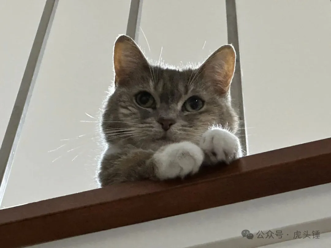 小猫可可